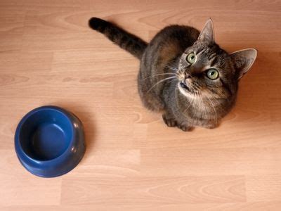 If you have one cat who has started throwing up the wet food, i'd try feeding separately, at least the wet. Home-Prepared Food Recipes for Your Cat | Cat throwing up ...