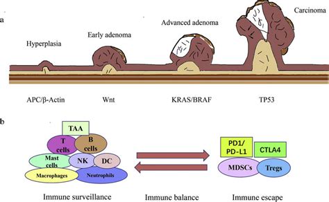 Gene Mutation And Immune Environment In The Development Of Colorectal