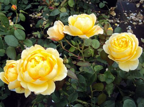 David Austin Roses Fragrant Gammons Garden Center And Landscape Nursery
