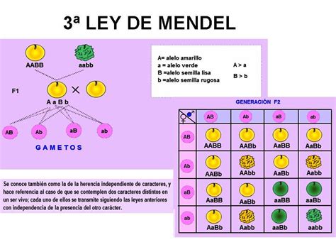 Mapa Conceptual De La Primera Ley De Mendel Ley Compartir Images The Best Porn Website