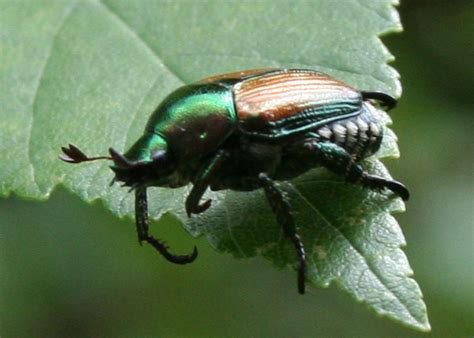 Japanese Beetle Whats That Bug