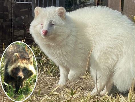 A Common Ancestor White Raccoon Dogs Discovered In Iida Nagano