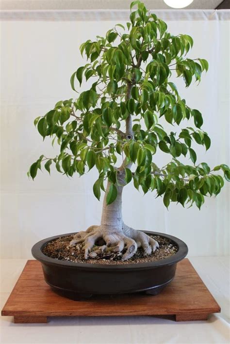 We can also categorize bonsai trees based on their dimensions ranging from tiny size which could be as small as 1 to 3 inches in height to a large size which could grow over 40 inches in height. Ficus Bonsai Trees | Bonsai Tree Gardener
