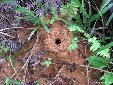 Nests may be in the ground, but also may be. Simple & Environmentally Friendly Way to Get Rid of Ant ...