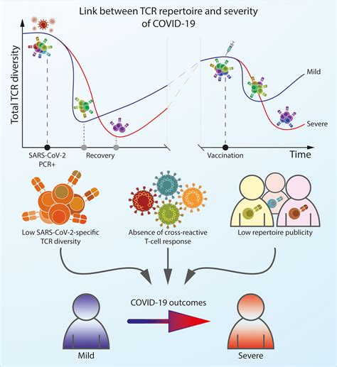 Frontiers Architecture Of The Sars Cov Specific T Cell Repertoire