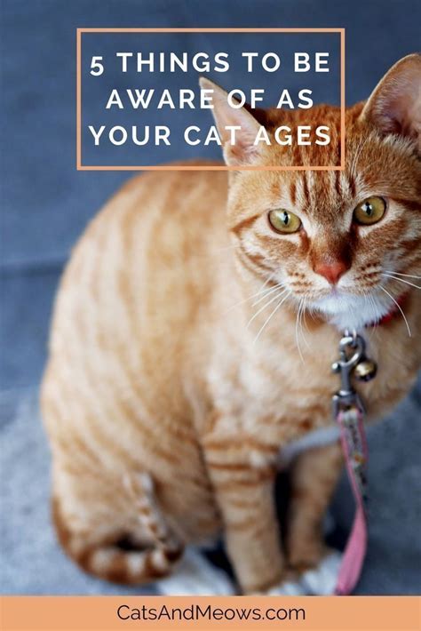 By the time she reaches about 18 months of age, she'll likely be much calmer. 5 Things To Be Aware Of As Your Cat Ages | Cat ages, Cat ...