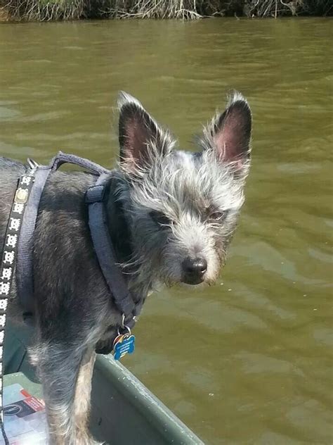 They're sweet, lovable, alert and playful, often inheriting the best traits from both parent dog breeds. My dog Z Chinese crested mix Chihuahua. | Dogs, Animals ...