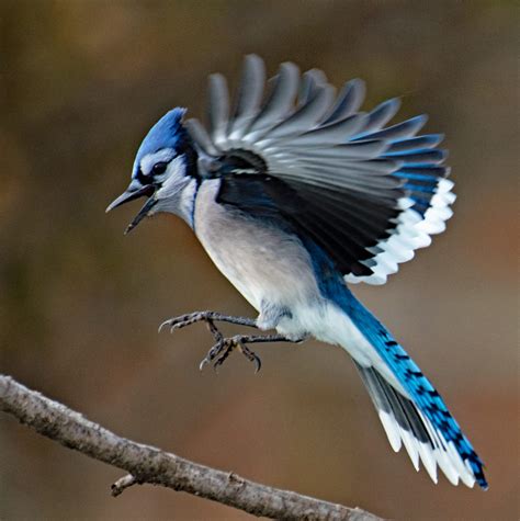 Top 100 Pictures Female Blue Jay Bird Pictures Completed 102023