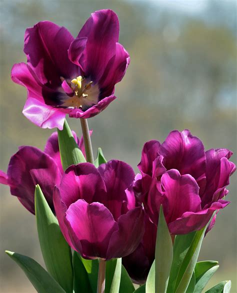 Free Photo Purple Tulips Bloom Blossom Field Free Download Jooinn