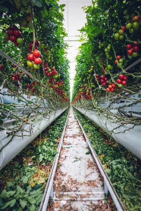Determinate tomatoes are shorter, growing to heights of 4 to 6 feet determinate tomatoes have what is called a bush growth habit. What is the Difference between a Determinate or ...