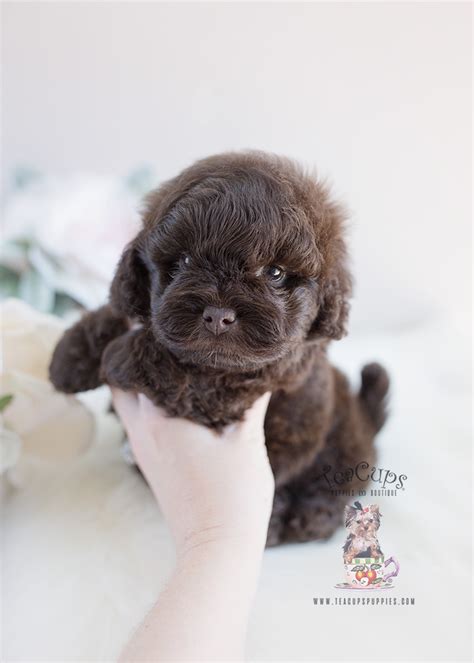 Shih Tzu Poodle Mix Puppies Florida | Teacup Puppies & Boutique