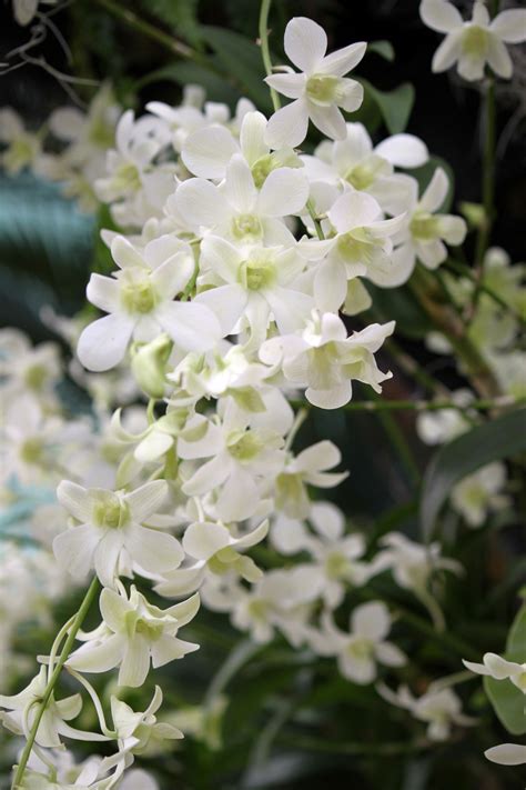A Chunk Of White Orchid Flower Free Stock Photo Public Domain Pictures