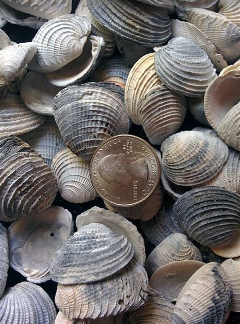 Web shells are the scripts which are coded in many languages like php, python, asp, perl and so on which further use as backdoor for illegitimate access in any server. 2 cups Florida fossil bivalve sea shells for jewelry ...