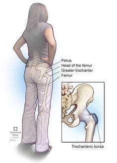 Muscles transfer force to bones through tendons. Pin on Yoga and exercise