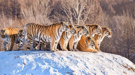 Group Of Tigers Are Standing On Snow Mountain In Forest Background Hd