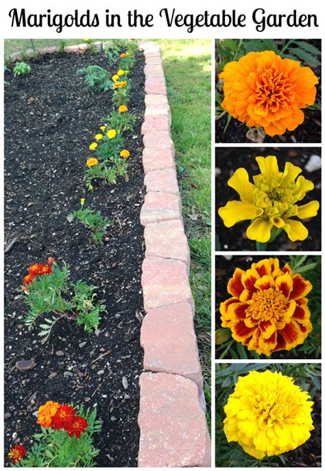 Check spelling or type a new query. Marigolds in the Vegetable Garden? Yes! - Live Creatively ...