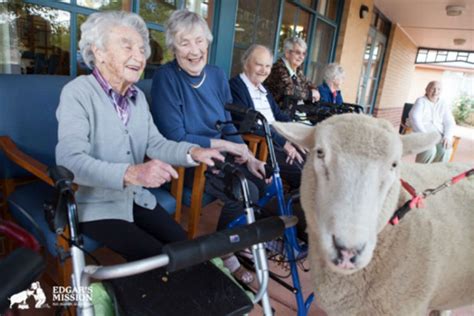 The average nursing home would be able to offer the elderly indivual something that they cannot get at home. Seniors Get a Lift When Farm Animals Come to Visit