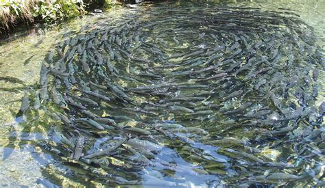 Dangers of farm raised fish and why you should always eat wild-caught