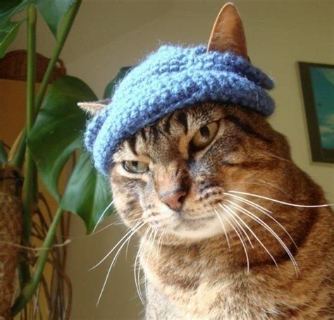 At battersea, we make every effort to match you with the best animal for you. Crochet Cat Beanie · How To Make A Pet Hat · Crochet on ...