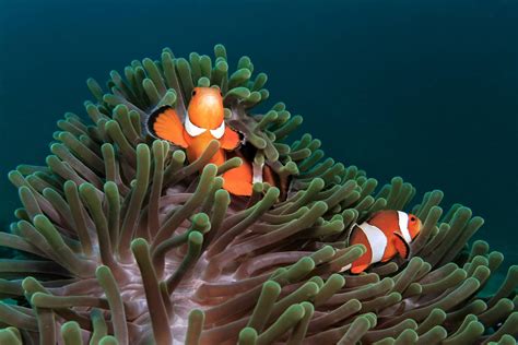 Feb 06, 2018 · many mutualistic relationships consist of scenarios where one organism receives nutrients while the other organism receives a service, like cleaning or locomotion. Mutualism: Symbiotic Relationships