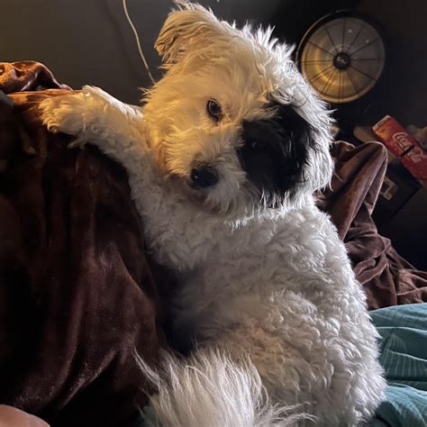 Earl Moffett of Pit Bulls & Parolees Official