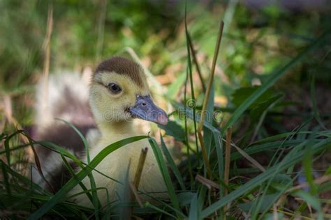Baby Duck In The Grass Stock Image Image Of Green Mallard 76354571