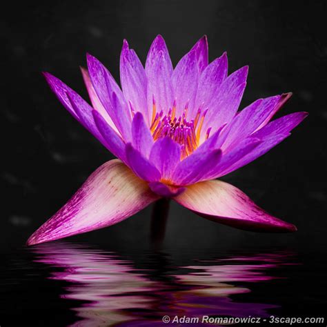 This product contains fresh dried blue lotus flowers imported from thailand. How to Buy Fine Art Photography Online | Adam Romanowicz