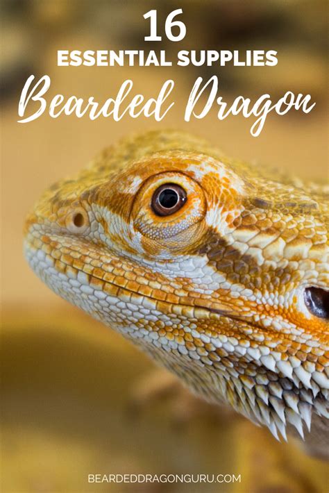 16 Essential Supplies For Your Bearded Dragon