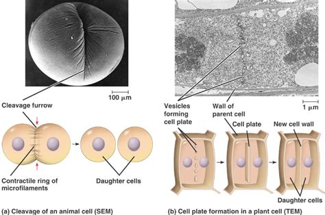 Cytokinesis in plant cells involves the formation and insertion of a new cell wall that separates daughter nuclei after mitosis. Cytokinesis | Super Biology!