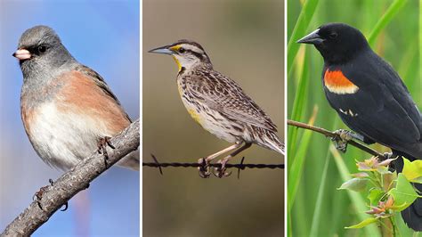 North America Has Lost 3 Billion Birds Scientists Say Wamu