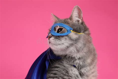 Adorable Cat In Blue Superhero Cape And Mask On Pink Background Stock