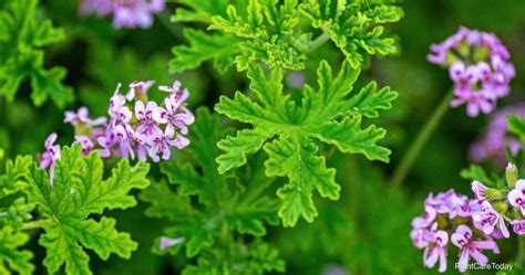 How To Plant Grow And Care For Scented Geraniums