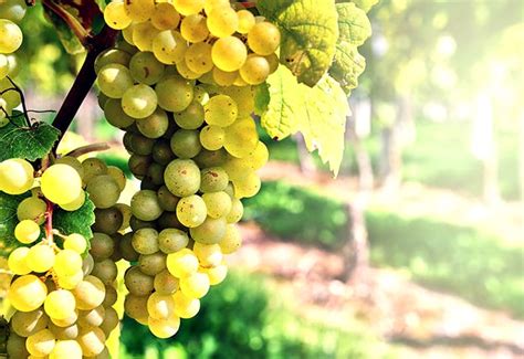 Italian White Wine Tasting Notes Prices Best Wines 2021