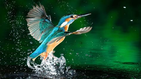 Download Bird Animal Kingfisher Hd Wallpaper