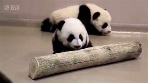 Toronto Zoo Giant Panda Cubs Walking At 4 Months Old Youtube
