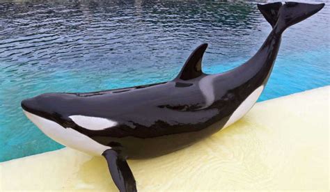 Meet Wikie The Killer Whale That Can Say Hello Just Like Humans