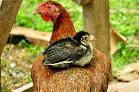 How To Start Raising Chickens For Eggs Baby Chicks Versus Adult Hens