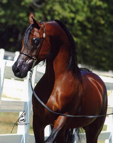 اروع واجمل صور خيول عربية أصيلة Beautiful Arabian Horse