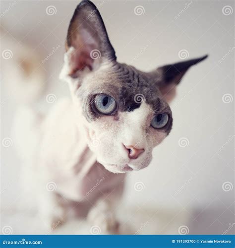 Sphynx Cat Looking From The Top Naked Hairless Domestic Cat Breed With Beautiful Blue Eyes