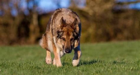 Why Do German Shepherds Look Like Wolves This Is Why World Of Dogz