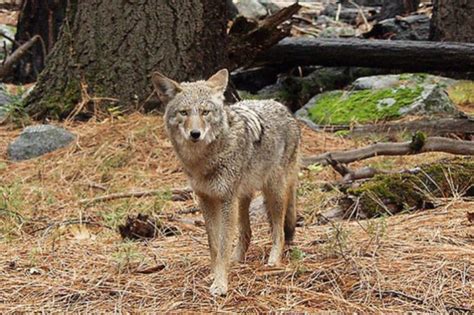 Coyote Wnc Nature Center