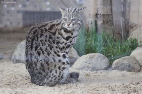 Maybe you would like to learn more about one of these? √ 5 Macam-macam Kucing Hutan Indonesia / Eksotis ...