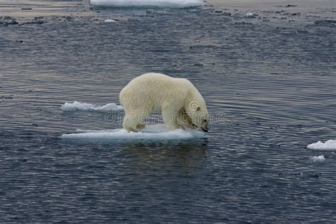 Floating Polar Bear Cub Before Jump 3 Stock Photo Image Of Arctic