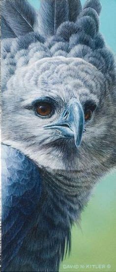 140 best harpy eagle ideas harpy eagle eagle birds of prey