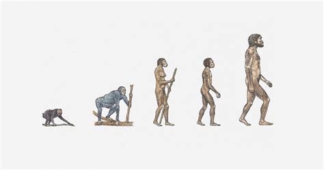 La Teor A De Lamarck Sobre La Evoluci N De Las Especies The