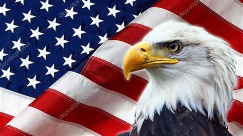 Águila Calva Norteamericana De Bandera Americana — Foto De Stock