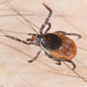 I'm looking for a maintenance program. Flea and Tick Control | Home & Outdoor Pest Control Service