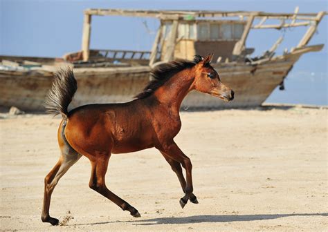 بيان منسوب لابنة حاكم دبي هو الأول من نوعه منذ اختفائها عن الأنظار. الحصان العربي