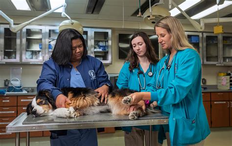 Ethos And Vetbloom Partnership Expands Purdue Veterinary Medicines