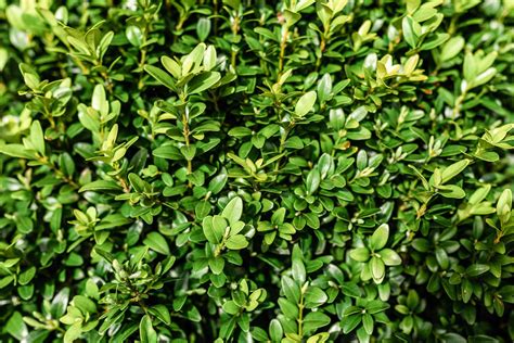 How To Grow And Care For Boxwood Box Shrubs